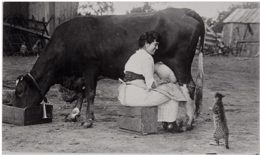 Historic photo of a woman feeding a cat as she's milking a cow.