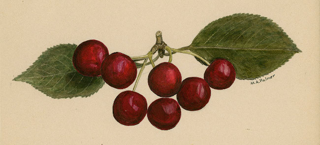 richly-colored, meticulously-shaded, hand-drawn illustration of Morello Cherries with leaves and stems