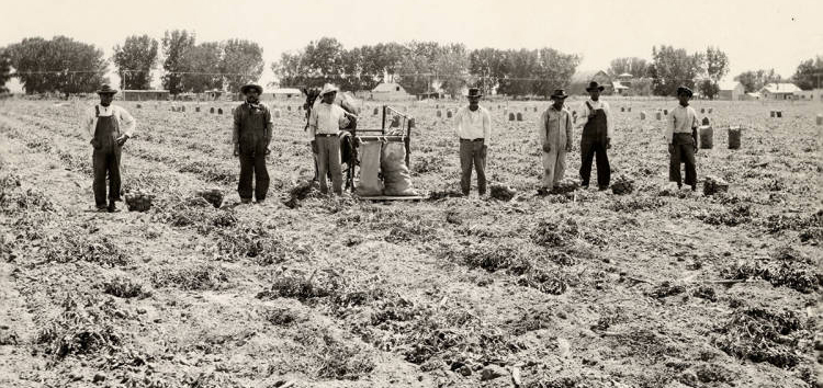 Photo of agricultural workers in a field