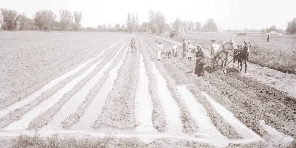 An old photograph of people working in a field.